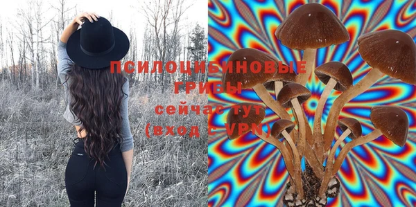 стаф Аркадак